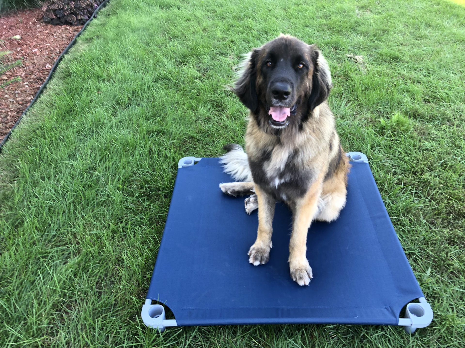 4Legs4Pets Place Board – Large Square Dog Training Cot
